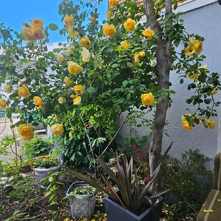 公寓 Ferienwohnung Bad Bergzabern *