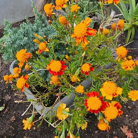 Ferienwohnung Bad Bergzabern Апартаменты *