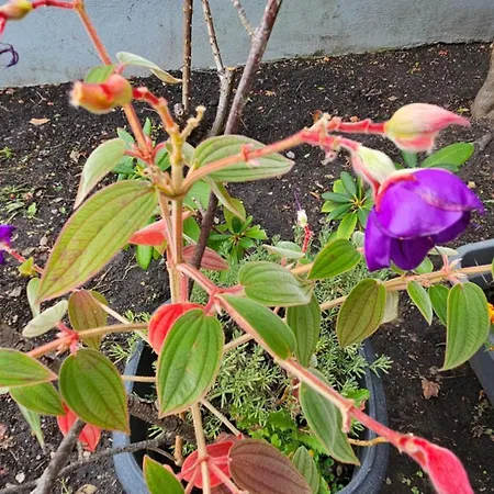 דירה Ferienwohnung Bad Bergzabern