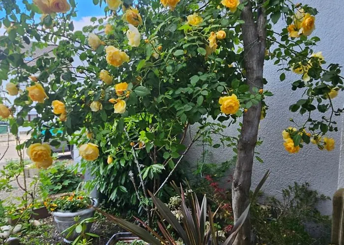 Apartment Ferienwohnung Bad Bergzabern *