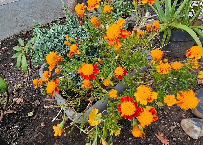 Ferienwohnung Bad Bergzabern アパート *