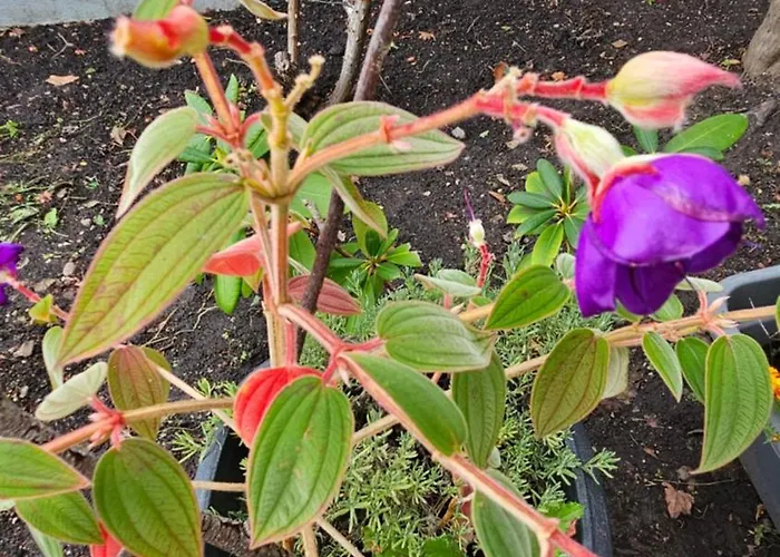 Apartamento Ferienwohnung Bad Bergzabern